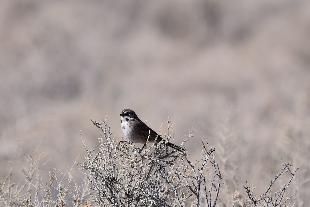 Sagebrush Sparrow - ML616192832