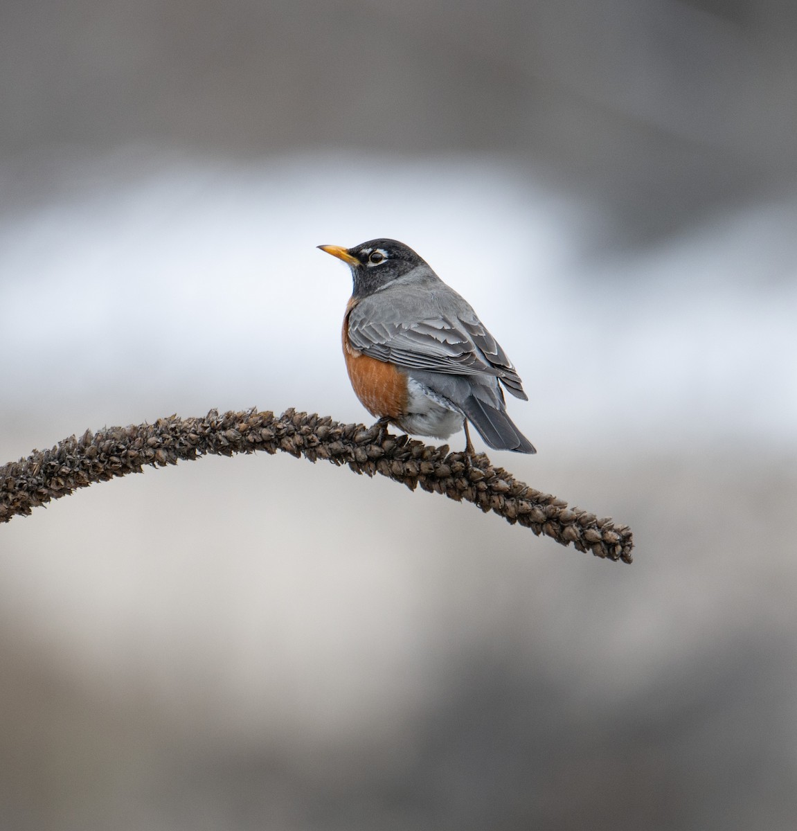 American Robin - Terry Rich