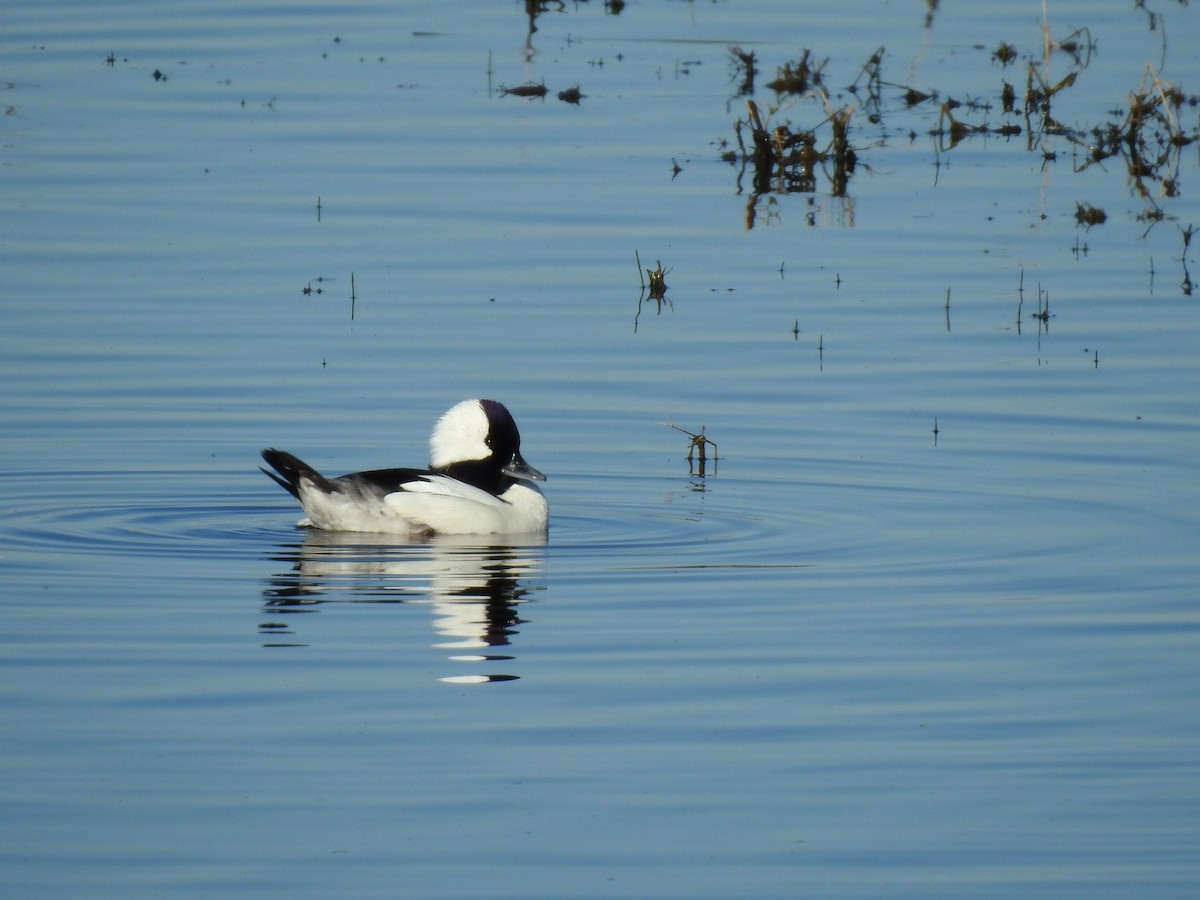 Bufflehead - ML616192883