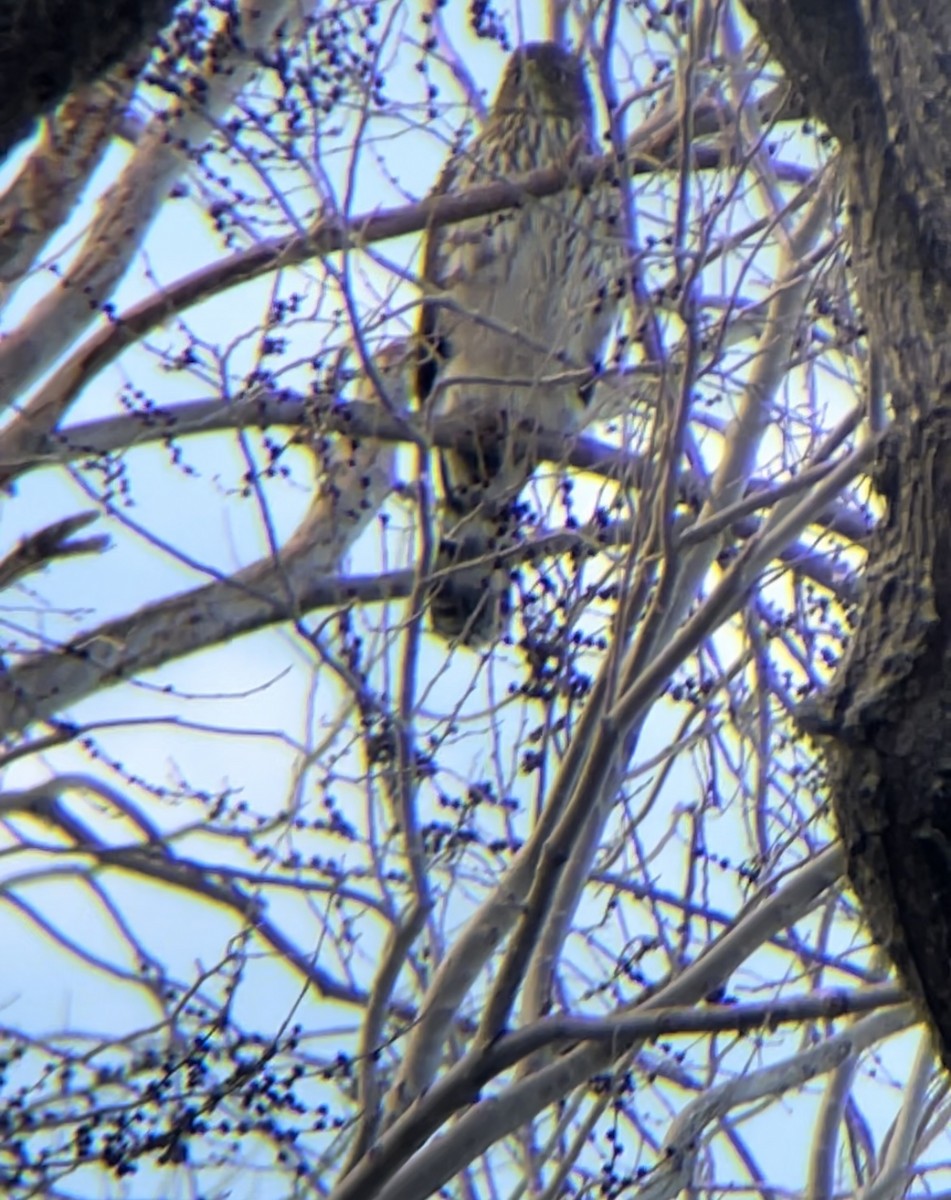 Cooper's Hawk - ML616192899