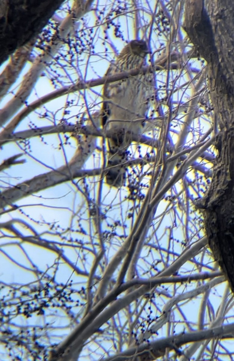 Cooper's Hawk - ML616192900