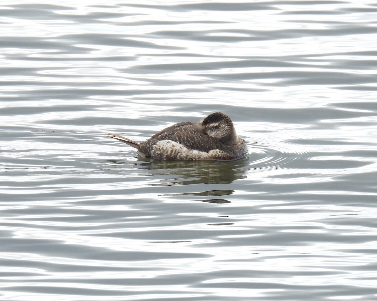 Ruddy Duck - ML616192902