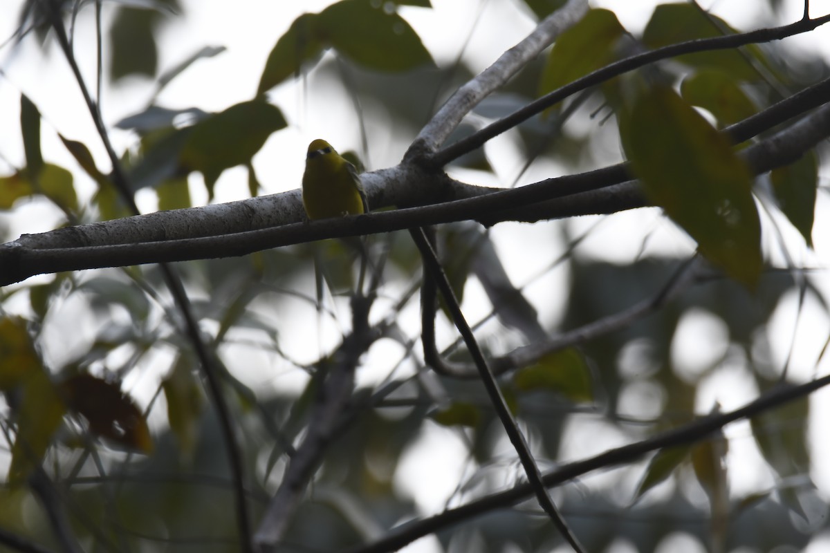 Blue-winged Warbler - ML616192946