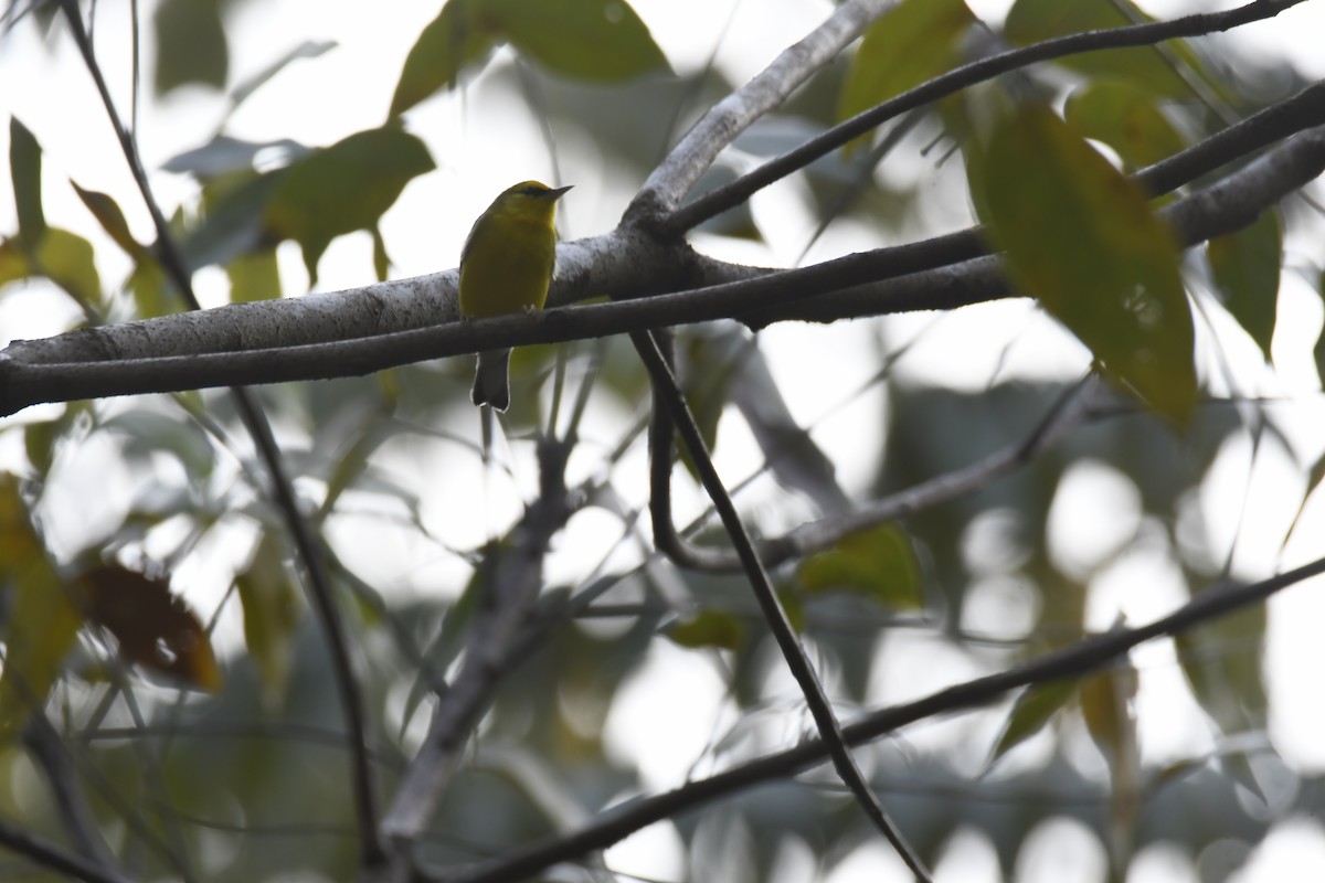 Blue-winged Warbler - ML616192947