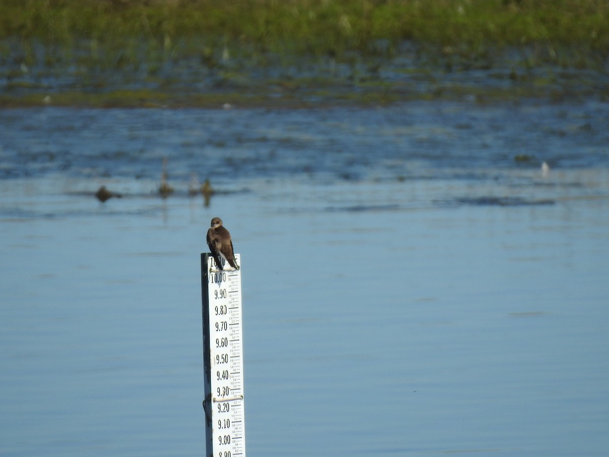 Northern Rough-winged Swallow - Mary Forrestal