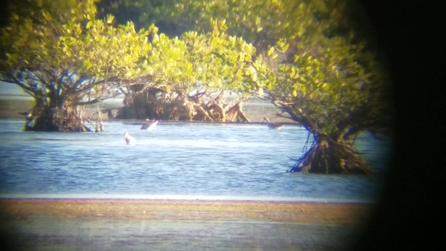 Hudsonian Godwit - ML616192988