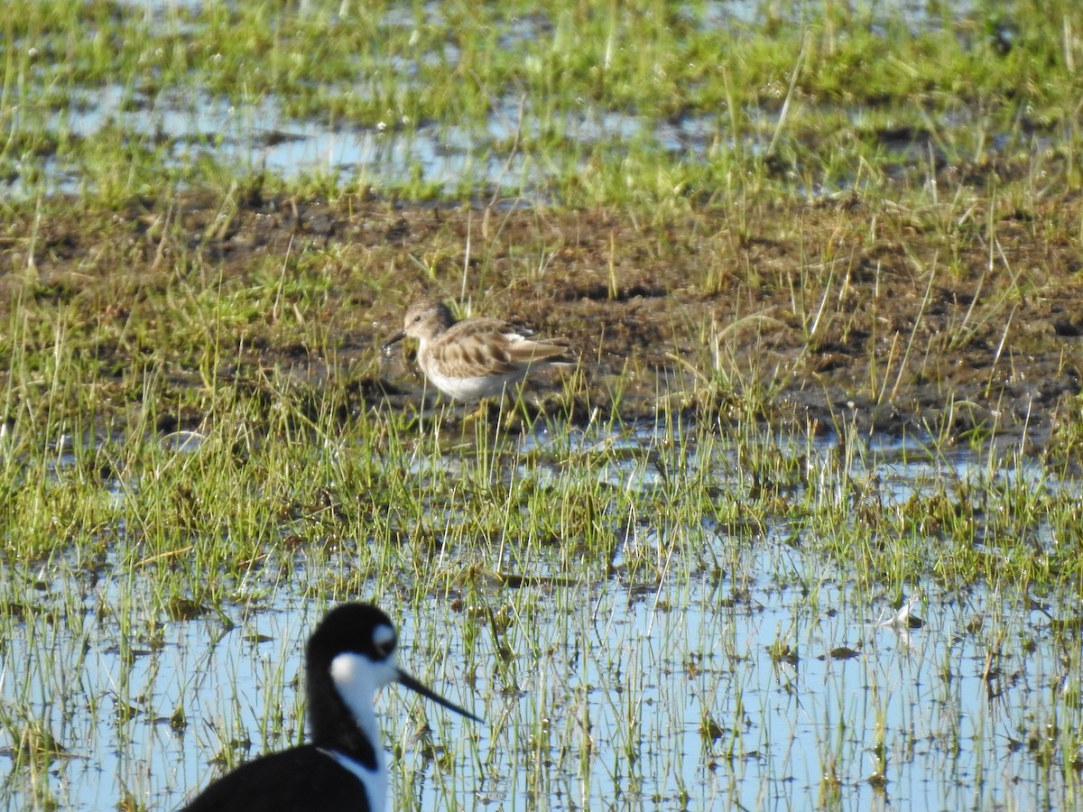 Least Sandpiper - Mary Forrestal