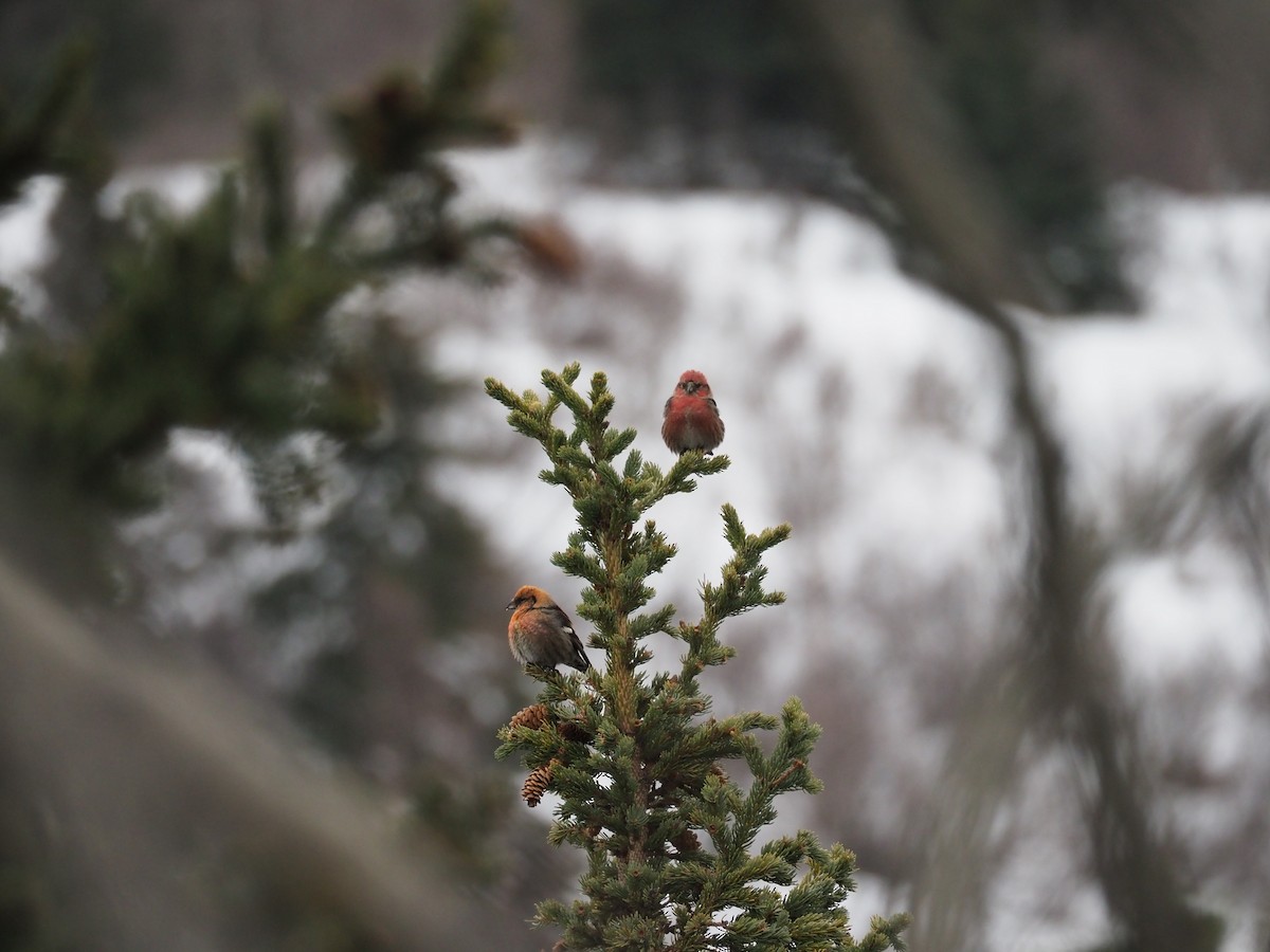 White-winged Crossbill - ML616193041