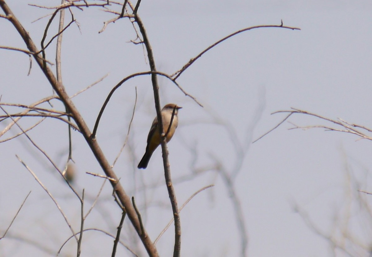 Say's Phoebe - Carrie Sweredoski