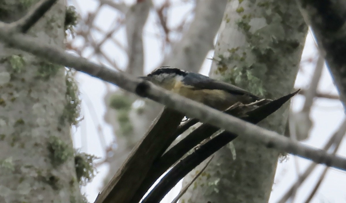 Red-breasted Nuthatch - ML616193107