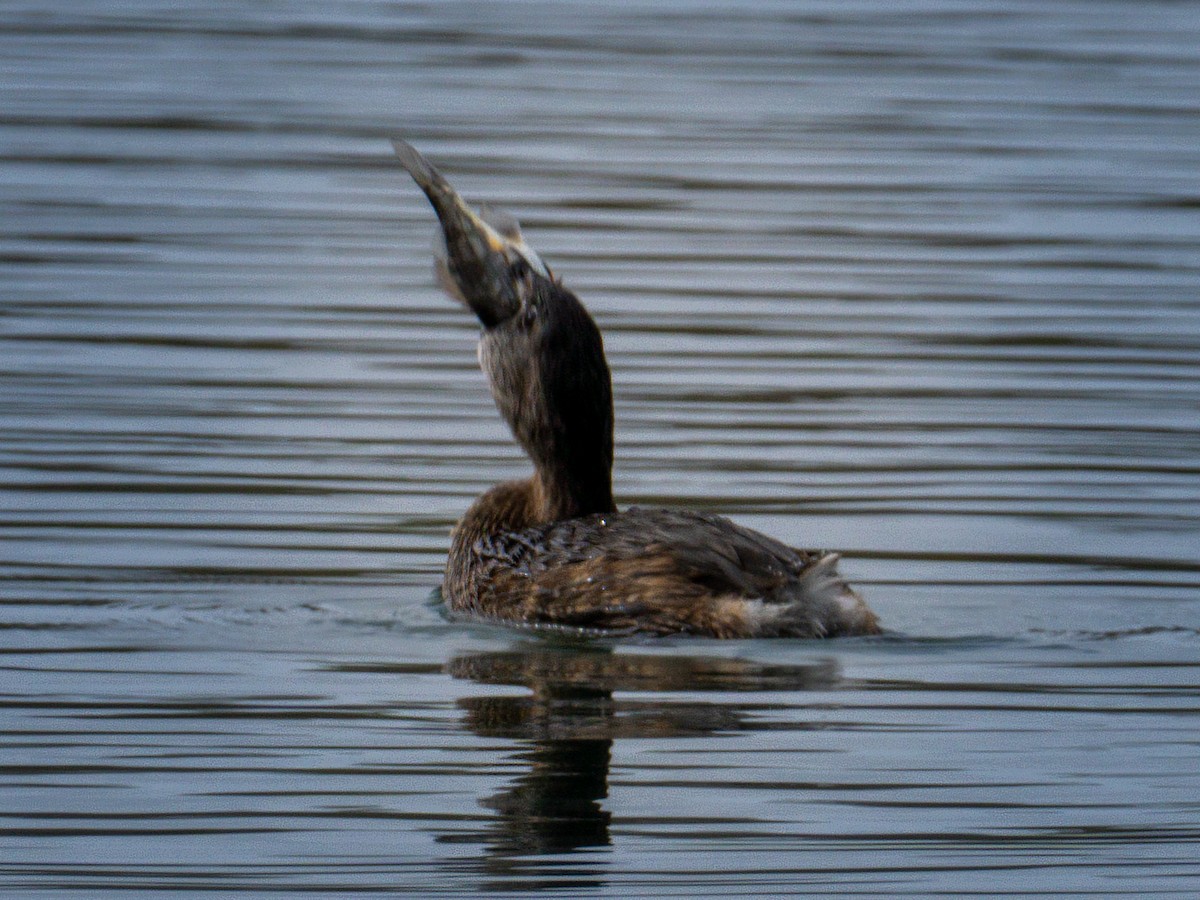 Pied-billed Grebe - ML616193137