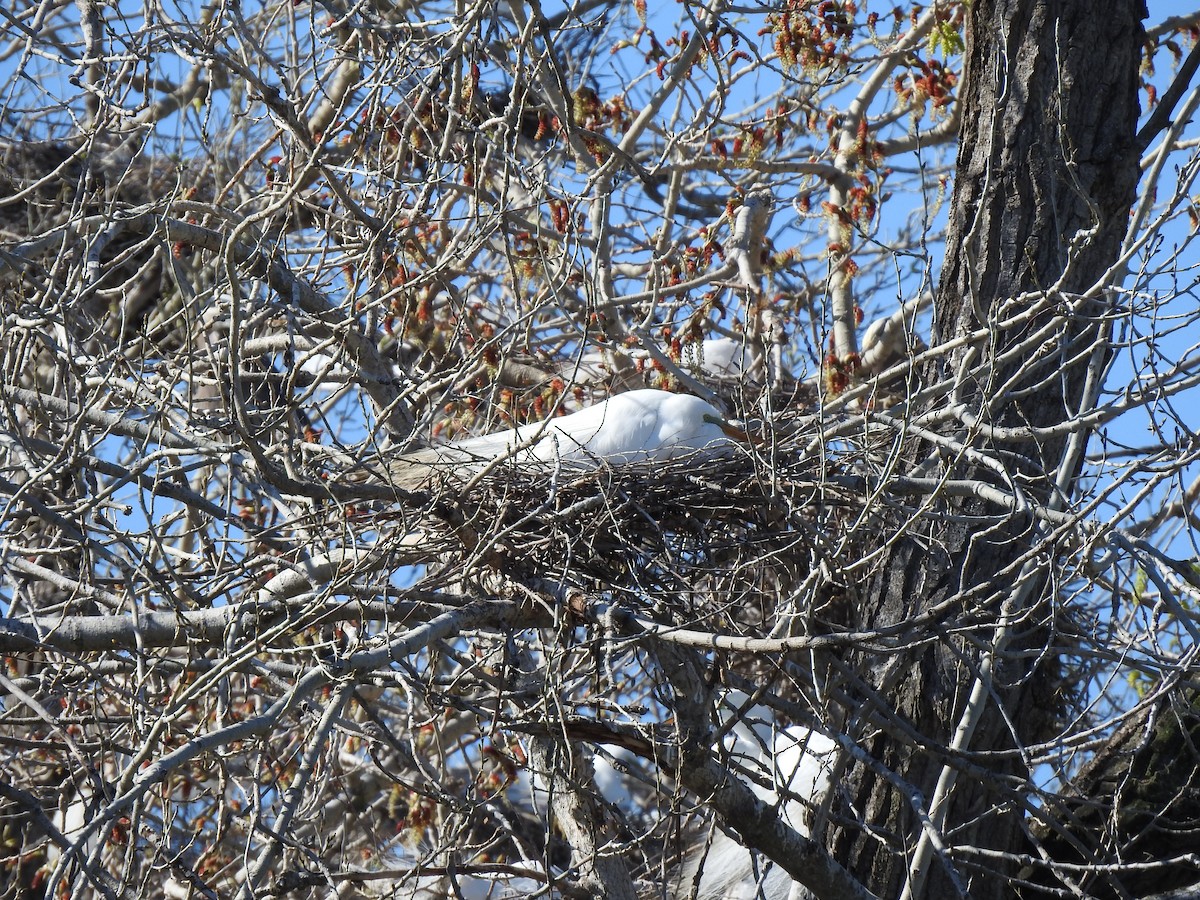 Great Egret - ML616193155