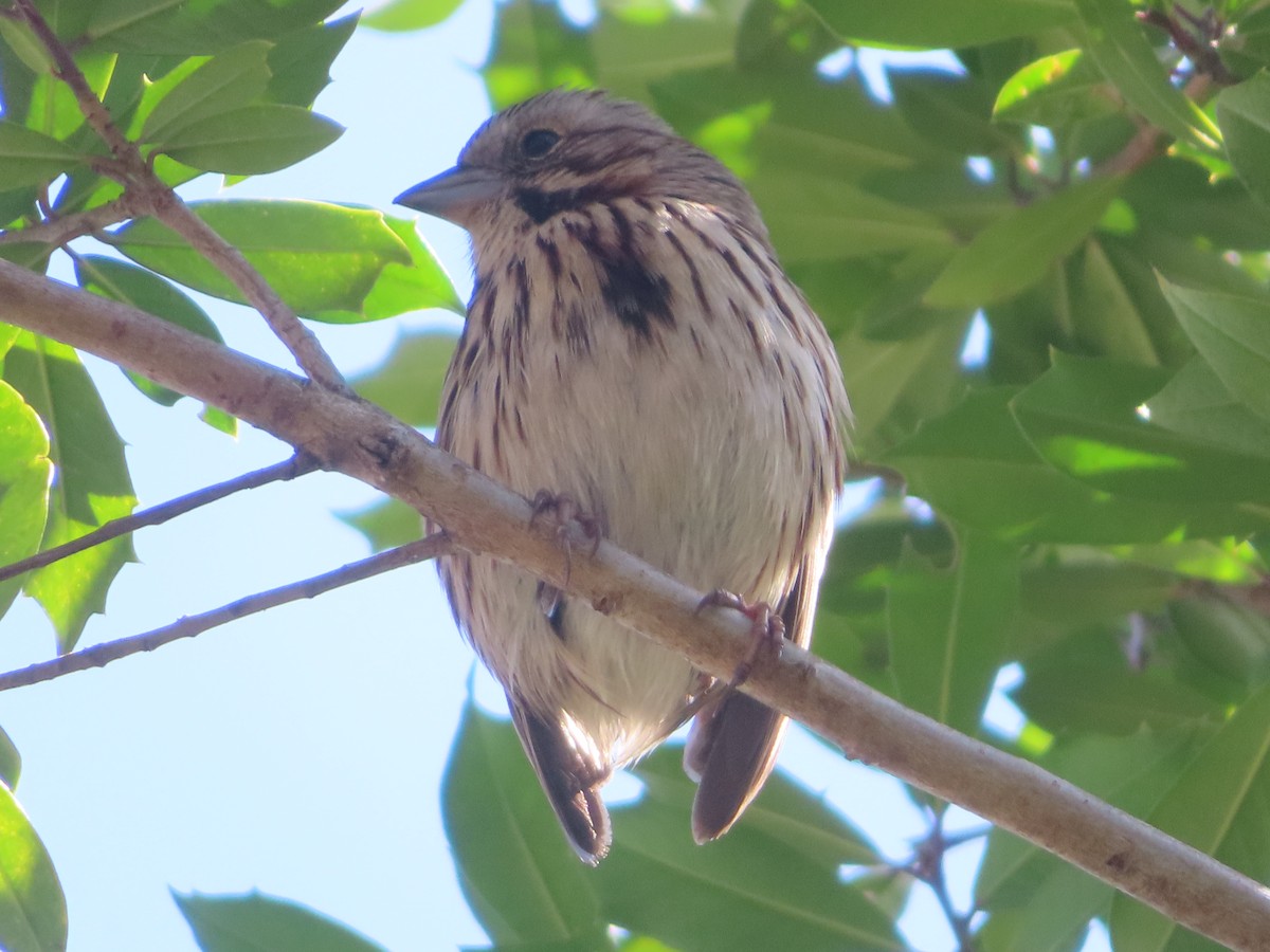 Song Sparrow - ML616193175