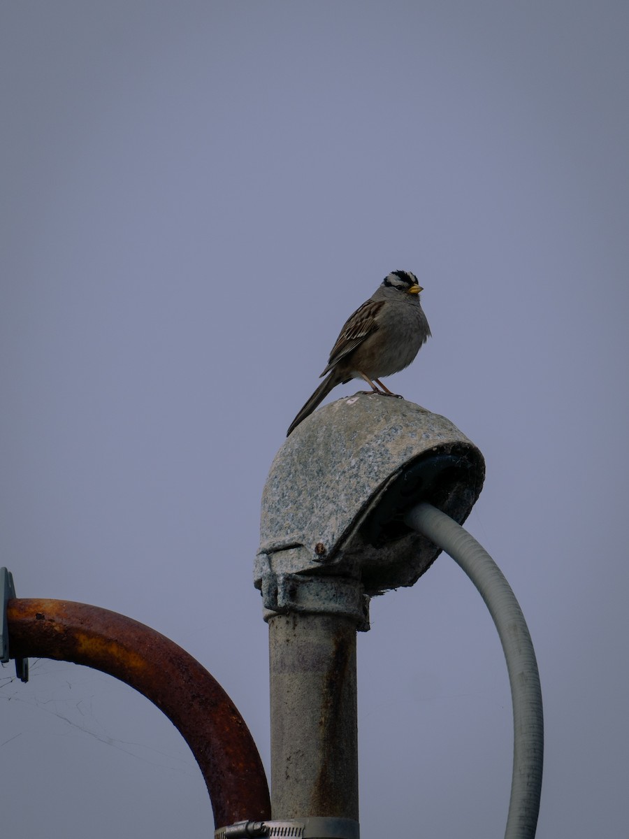 White-crowned Sparrow - ML616193178