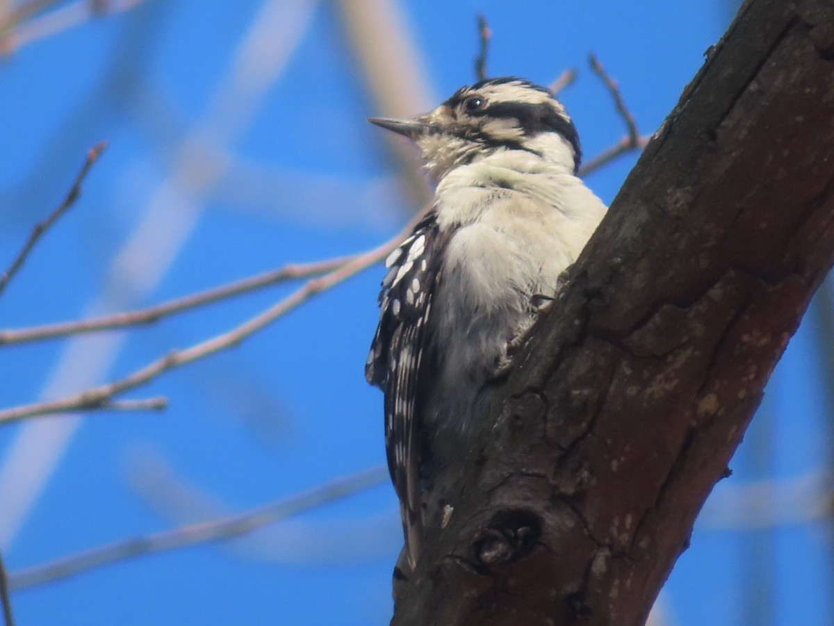 Downy Woodpecker - ML616193189