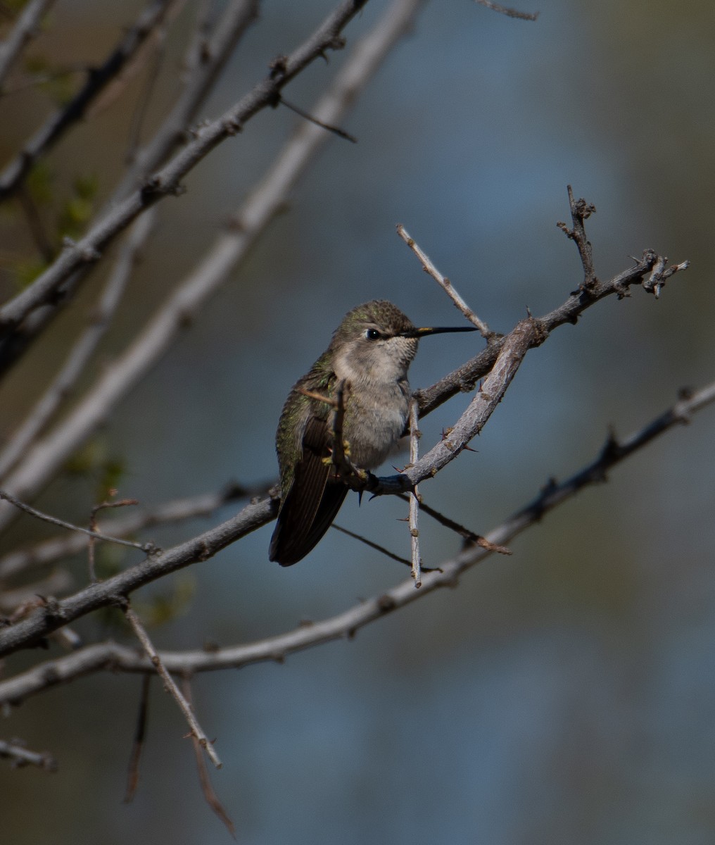 Colibri d'Anna ou C. de Costa - ML616193228