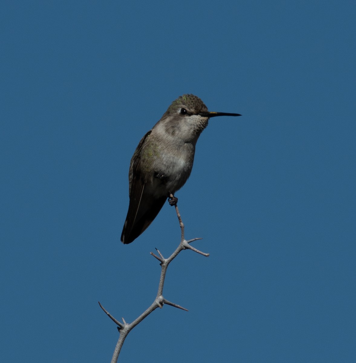 Anna's/Costa's Hummingbird - ML616193229