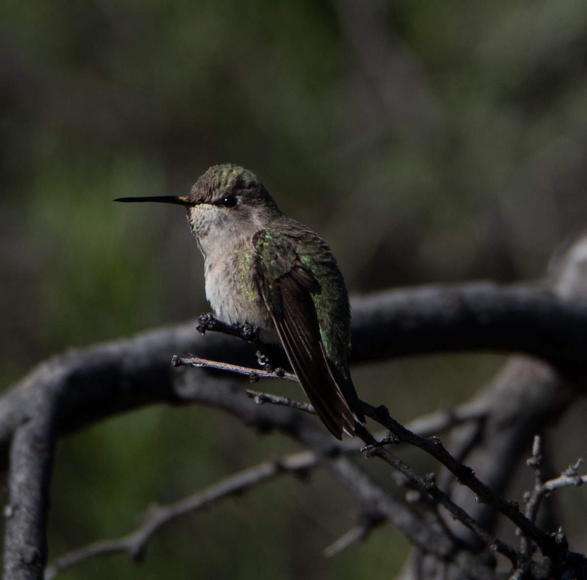 Anna's/Costa's Hummingbird - David Robinson