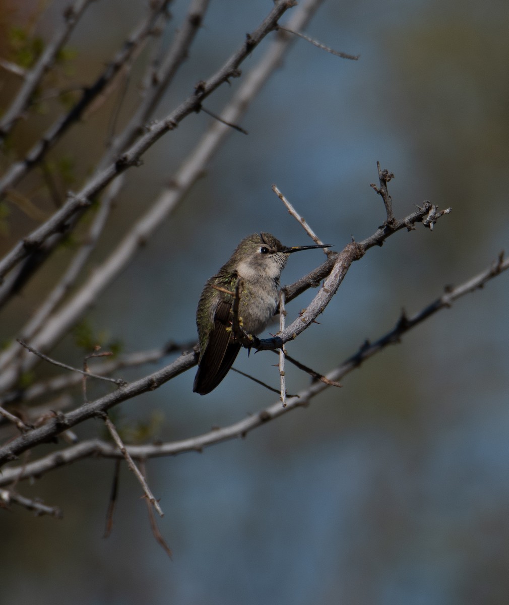 Colibri d'Anna ou C. de Costa - ML616193231