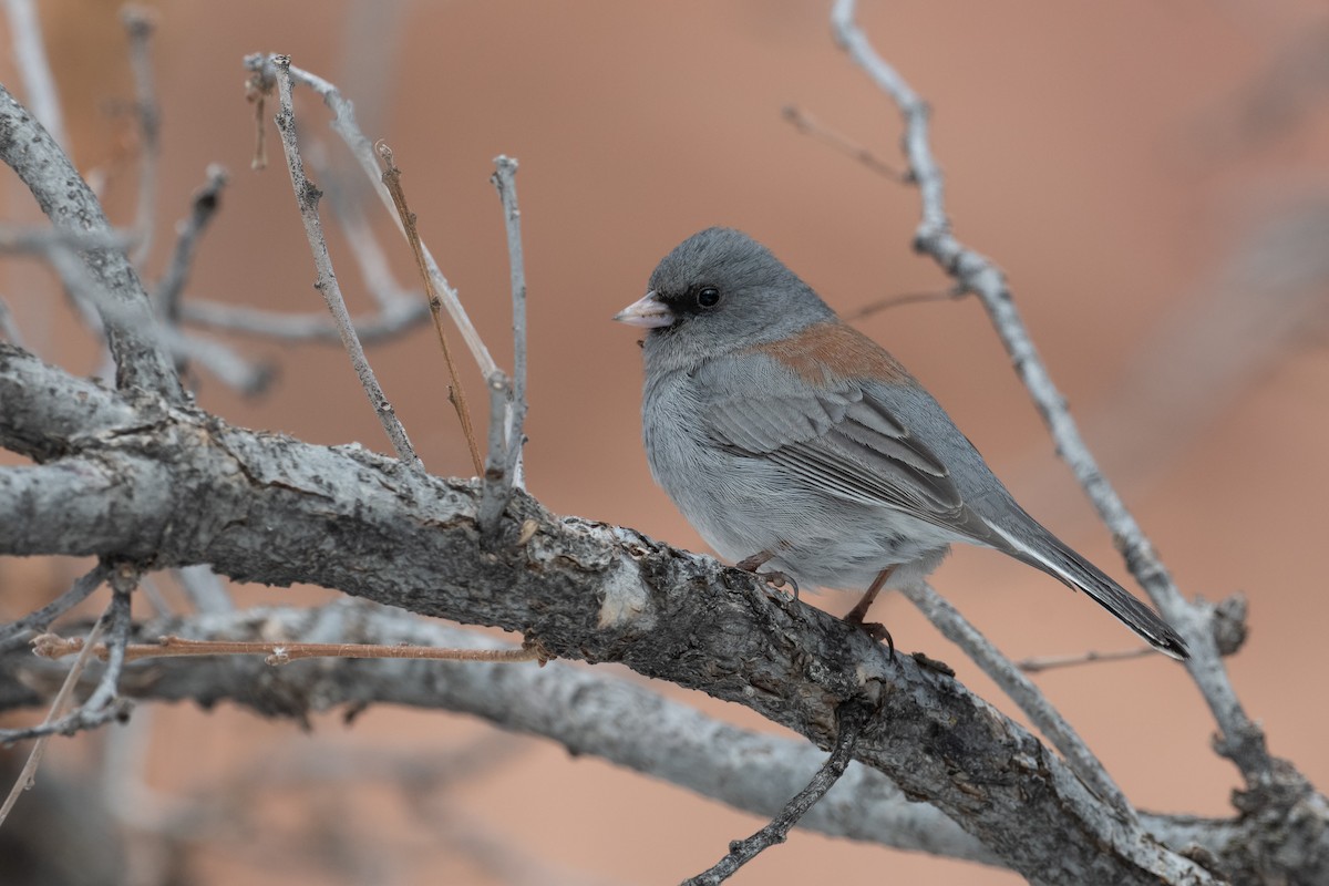 Dark-eyed Junco (Gray-headed) - Brandon Nidiffer
