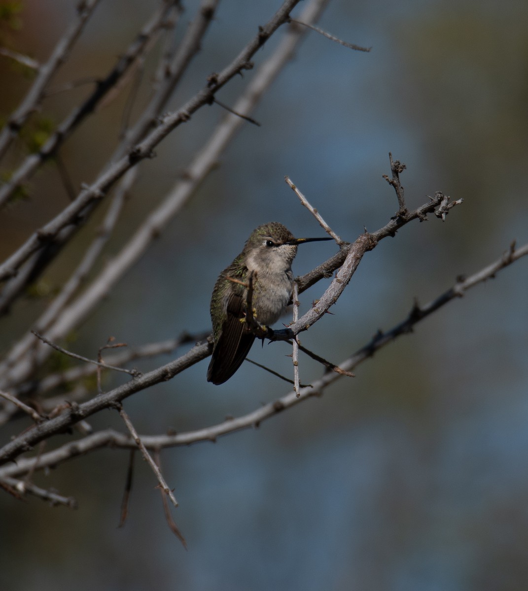 Anna's/Costa's Hummingbird - ML616193233