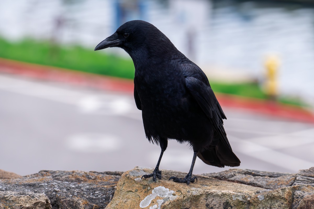 American Crow - ML616193250