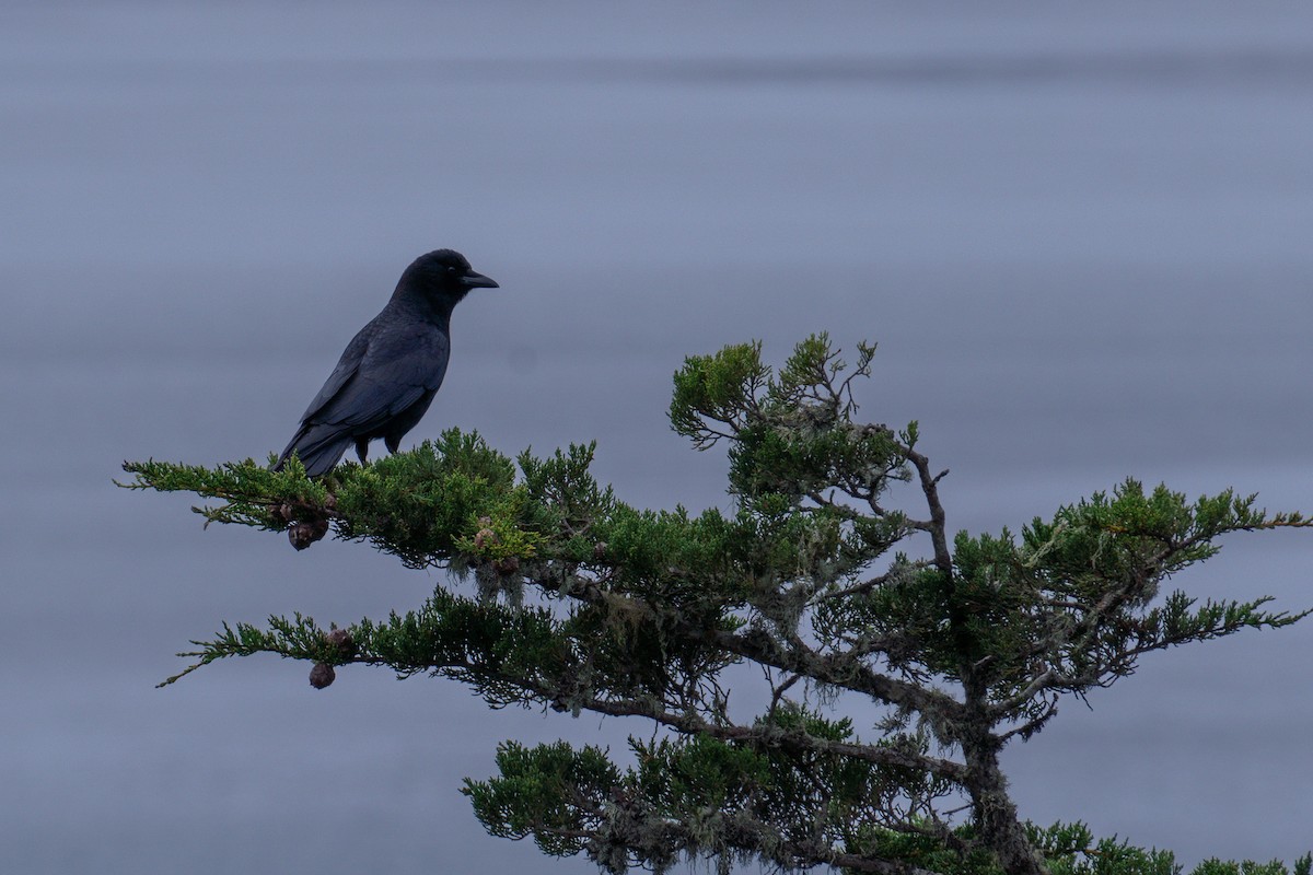 American Crow - ML616193251