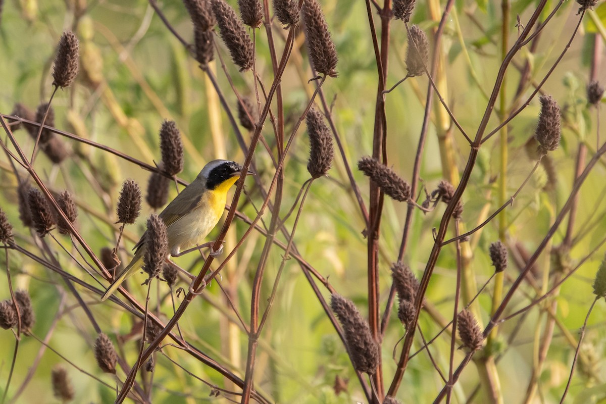 Common Yellowthroat - Richard Harris