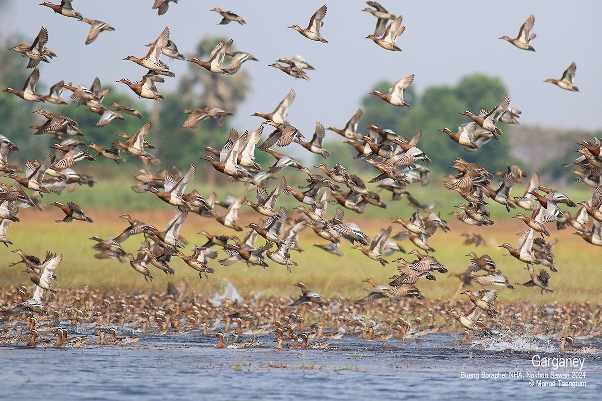 Garganey - ML616193279