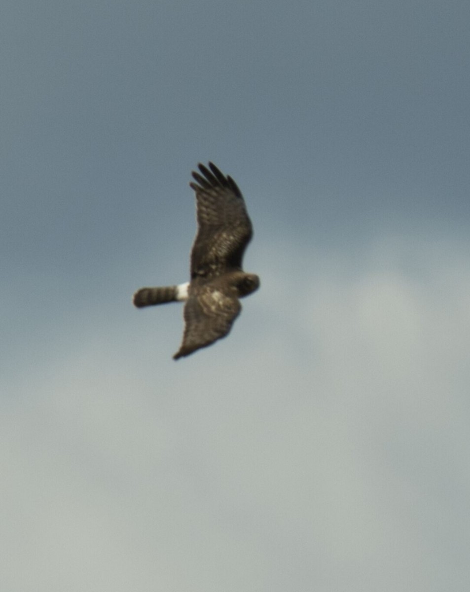 Northern Harrier - ML616193308