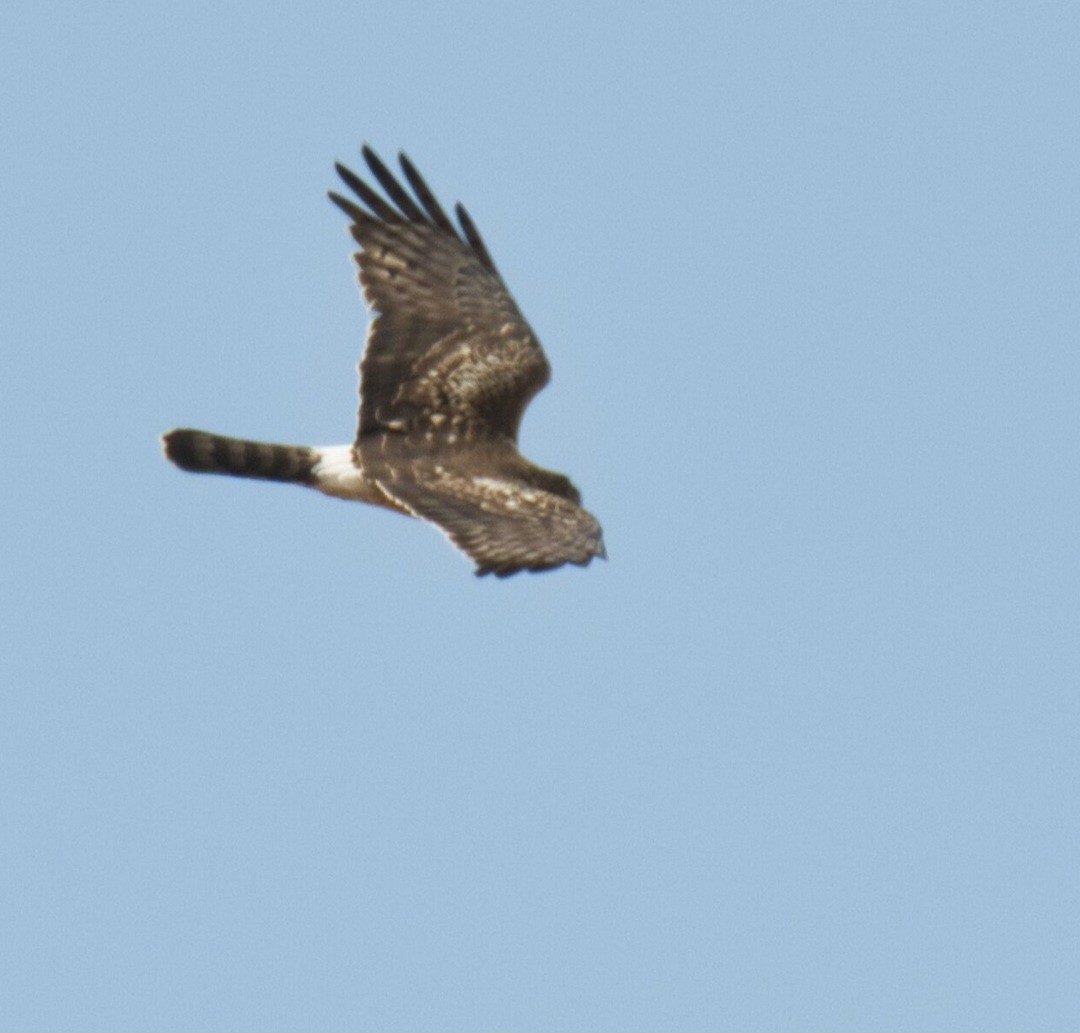 Northern Harrier - ML616193309