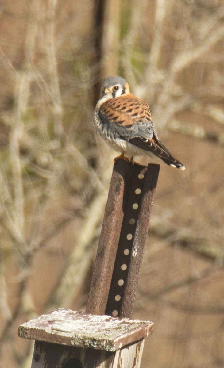 American Kestrel - ML616193359