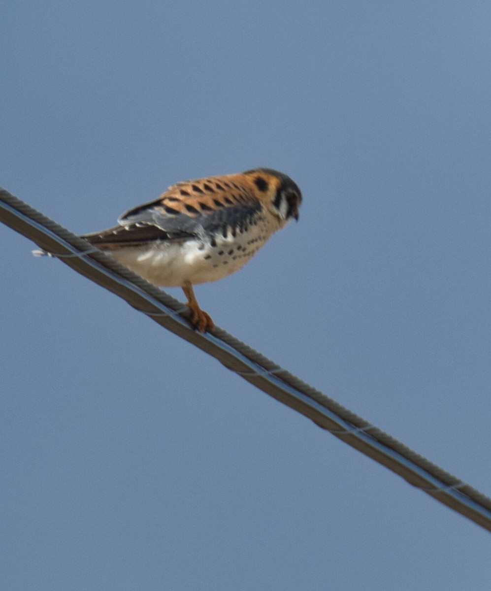 American Kestrel - ML616193361