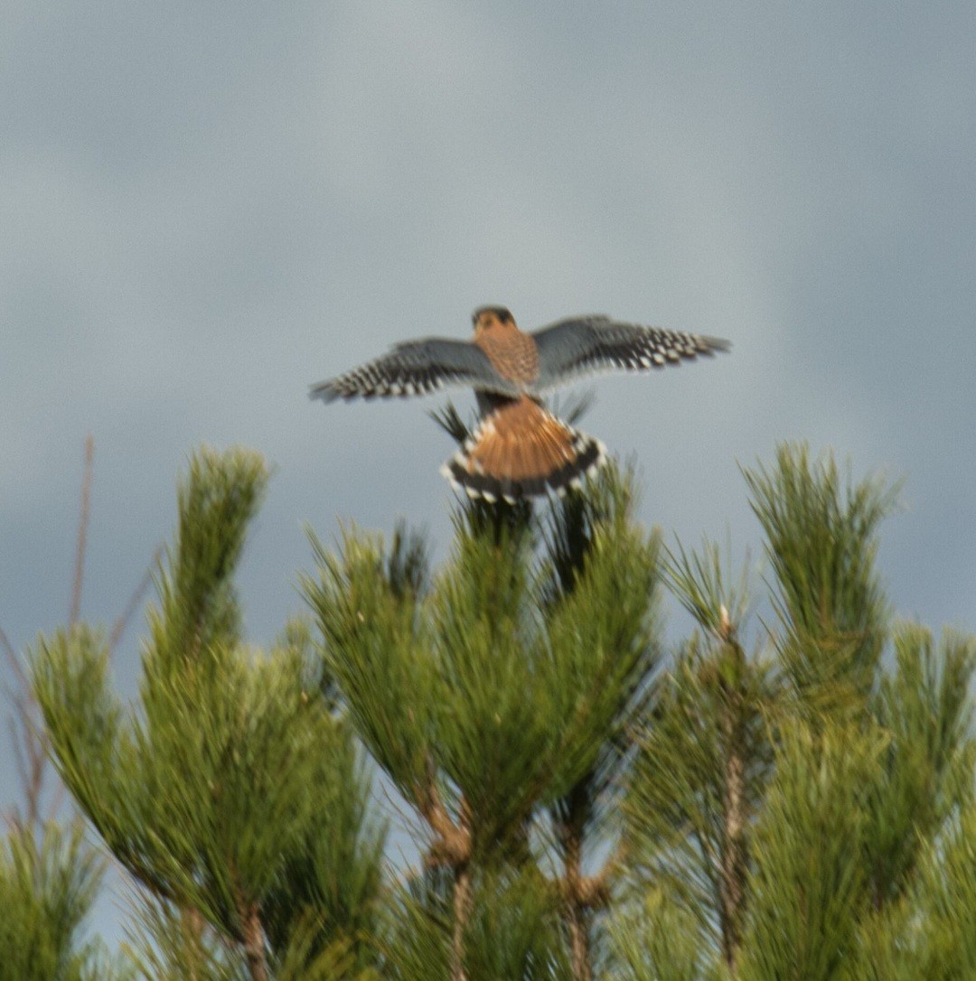 American Kestrel - ML616193362