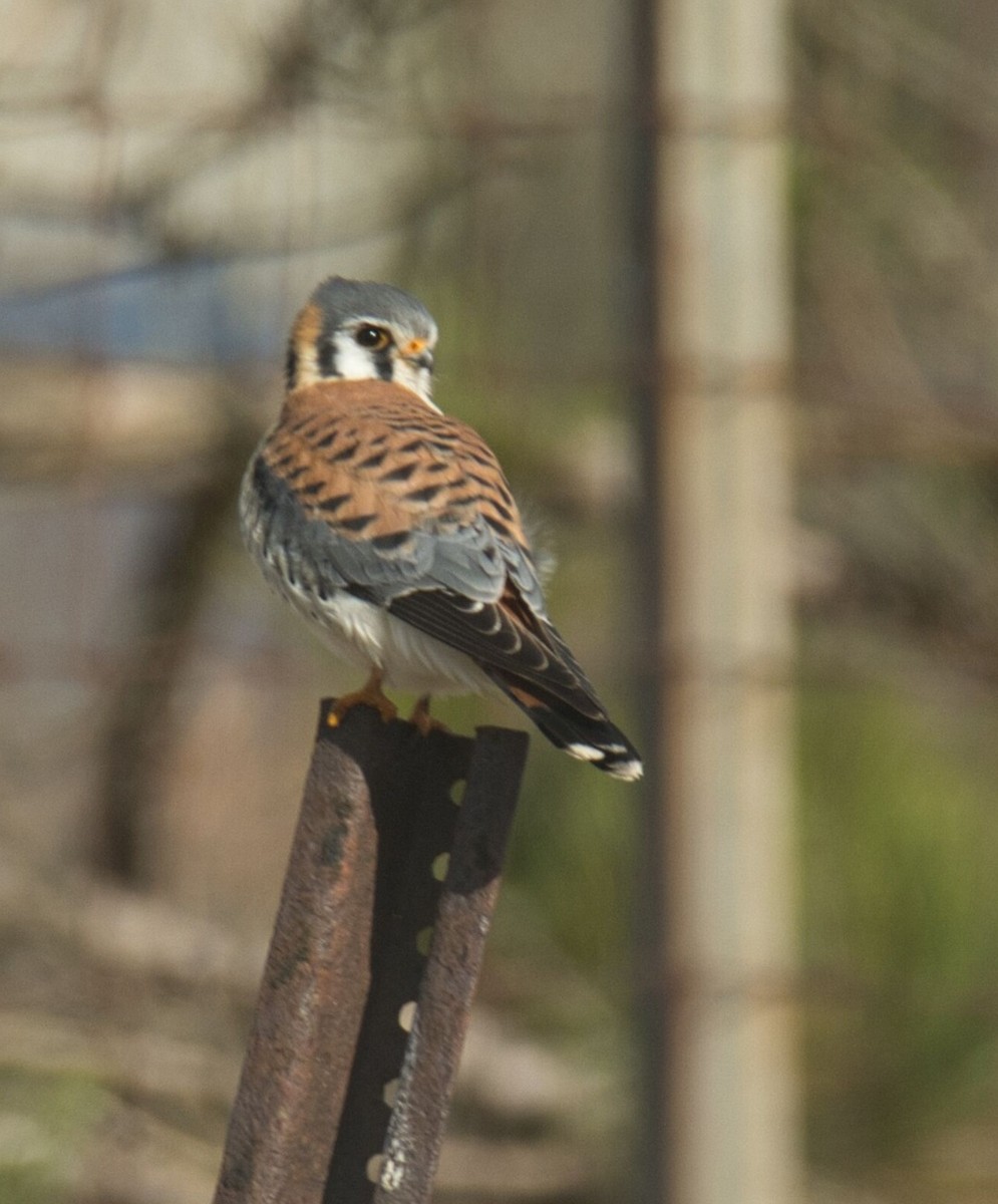 American Kestrel - ML616193363