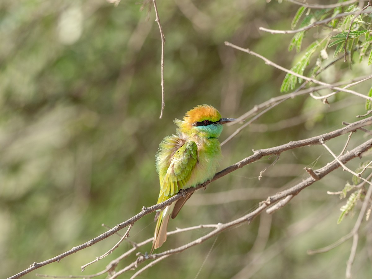 Asian Green Bee-eater - Kaustubh Thirumalai
