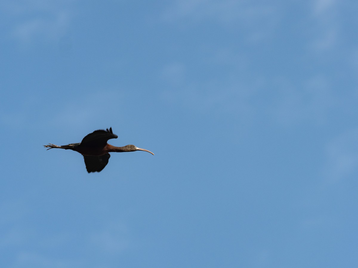 ibis hnědý - ML616193438