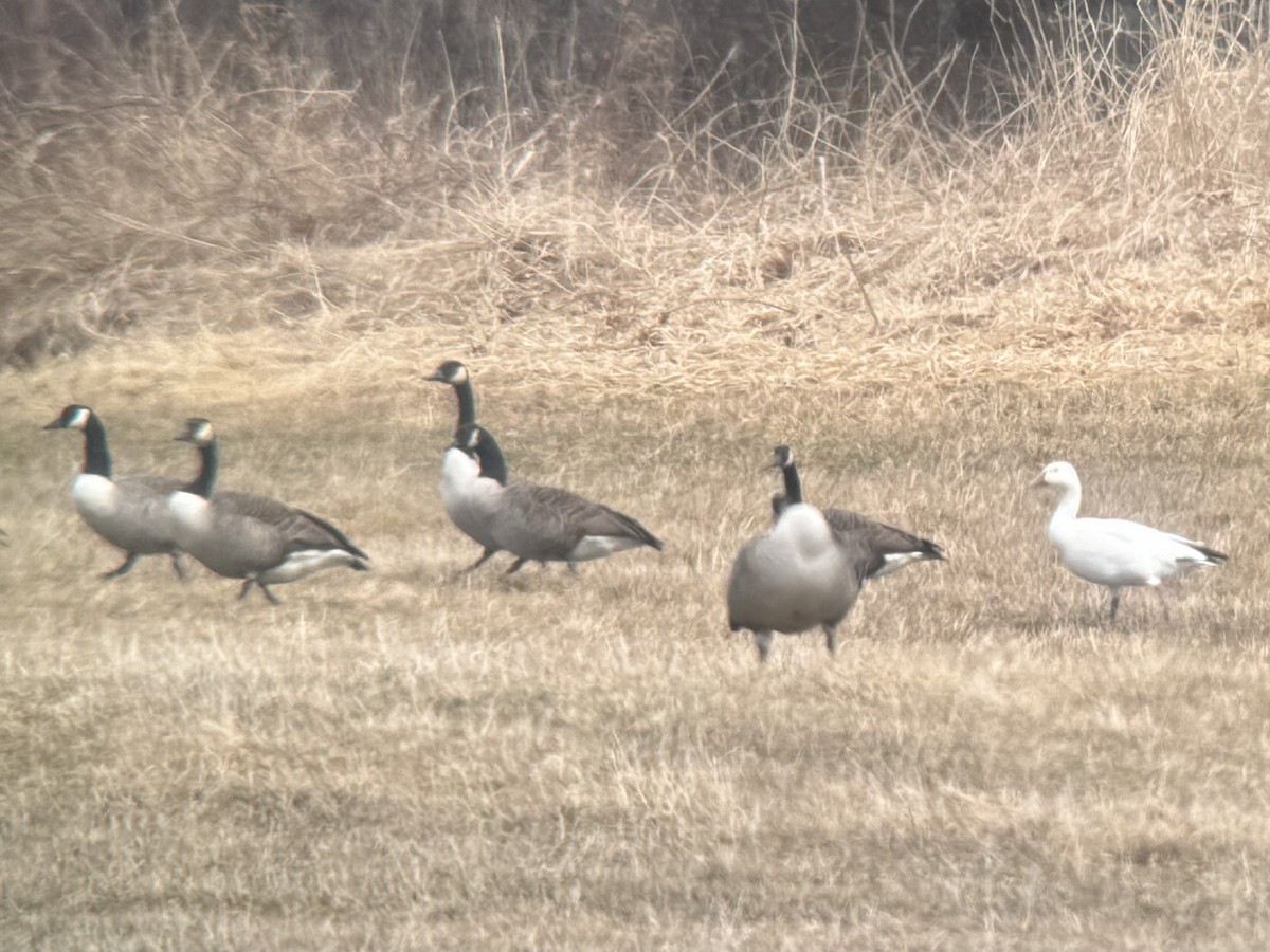 Snow Goose - Alex Lamoreaux