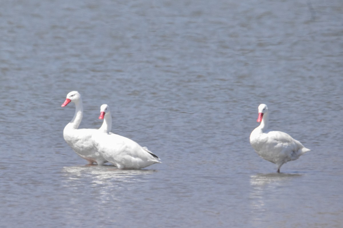 Coscoroba Swan - ML616193532