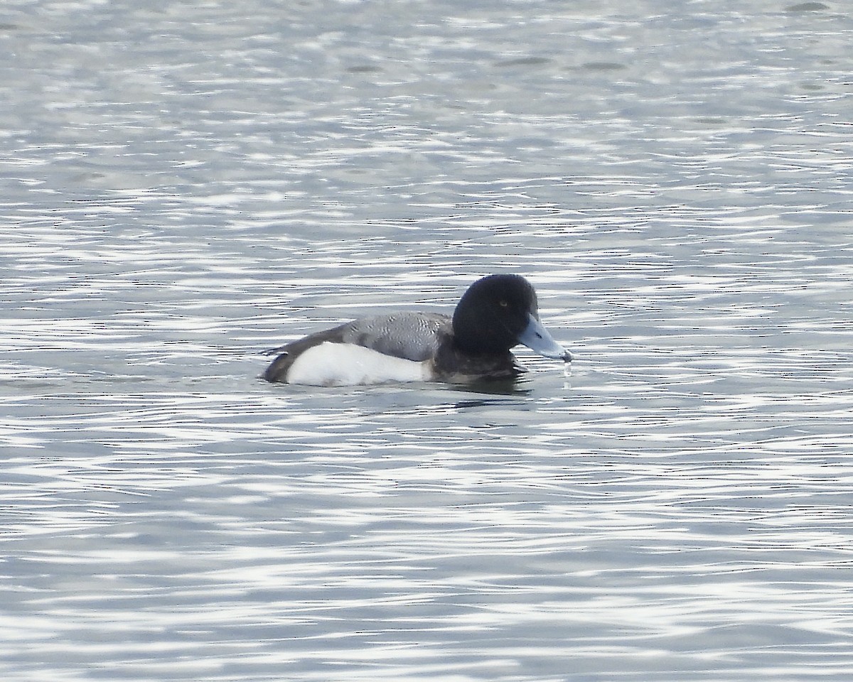 Greater Scaup - ML616193551