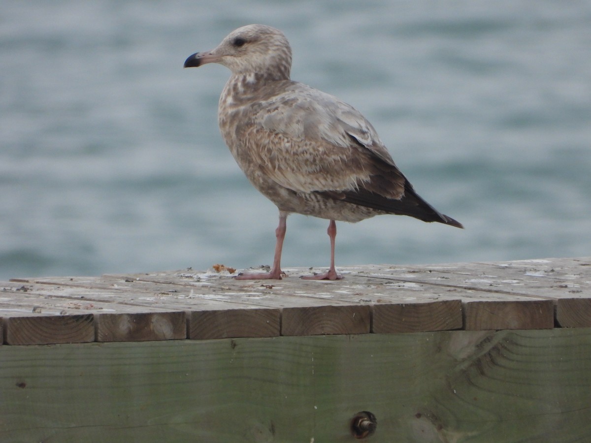 Herring Gull (American) - ML616193582