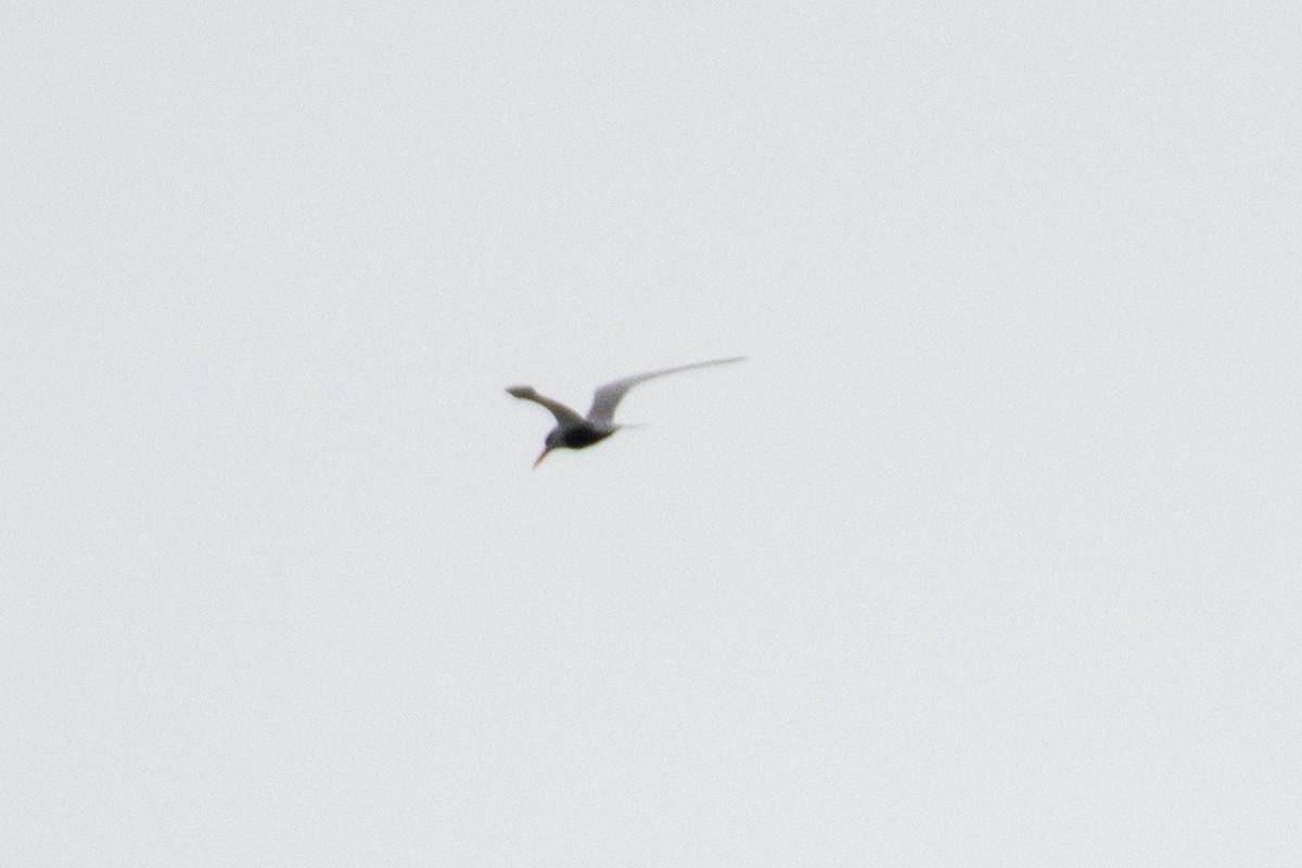 Black-bellied Tern - ML616193615