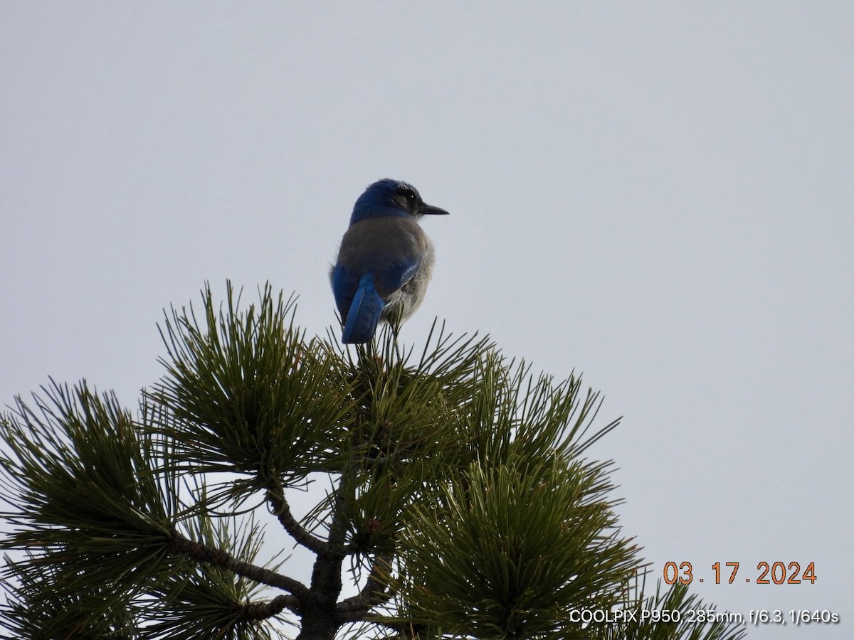 Woodhouse's Scrub-Jay - ML616193675