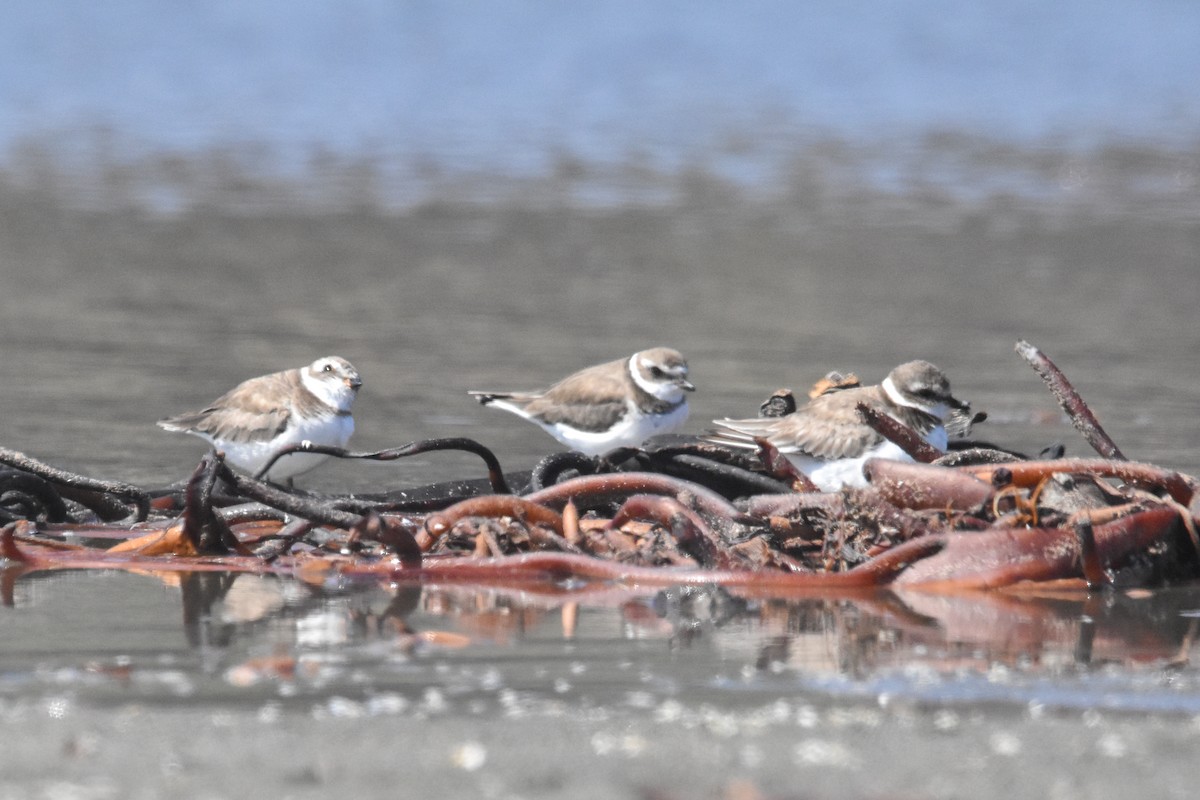 Semipalmated Plover - Víctor Hugo Sarabia Sánchez