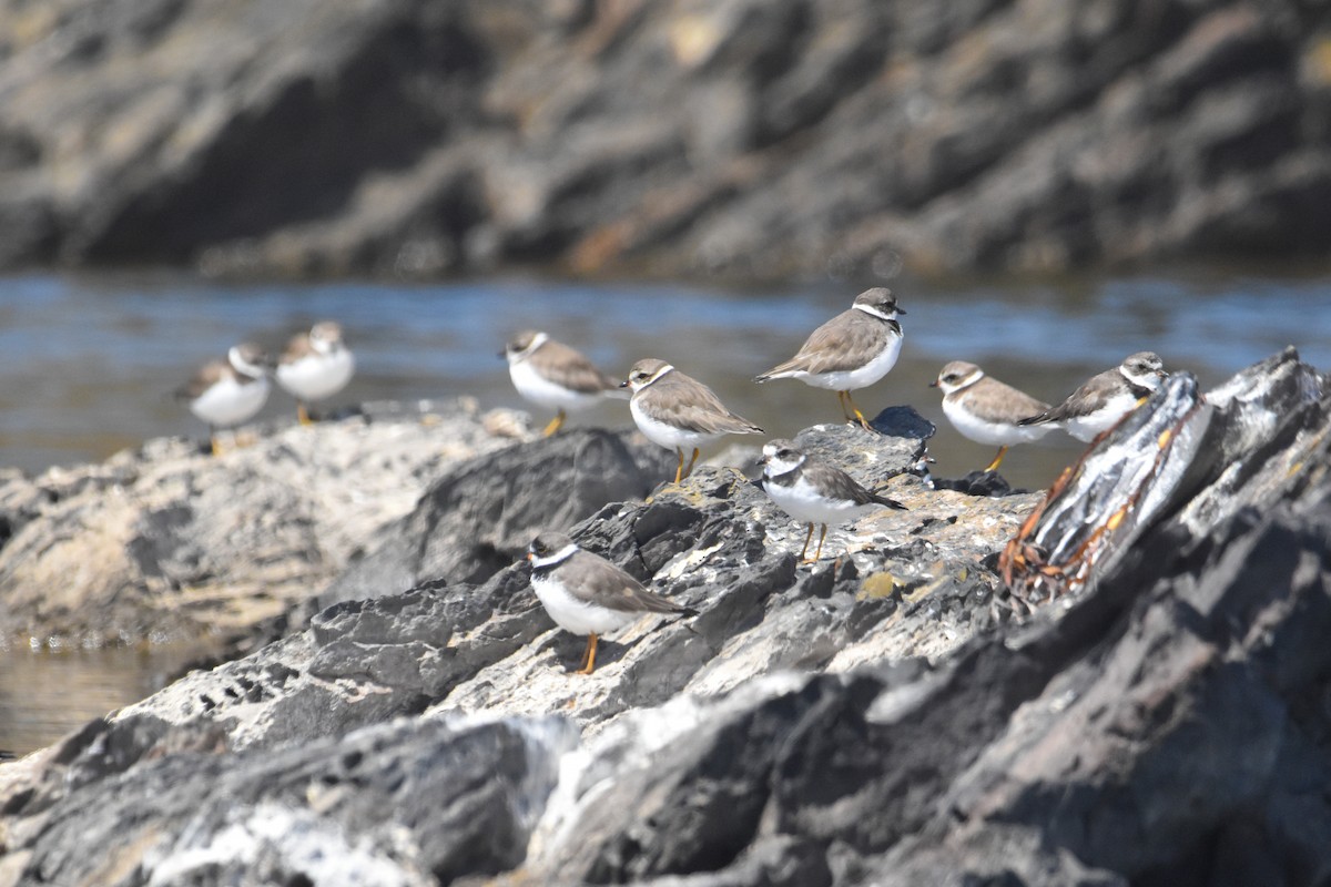 Semipalmated Plover - ML616193681