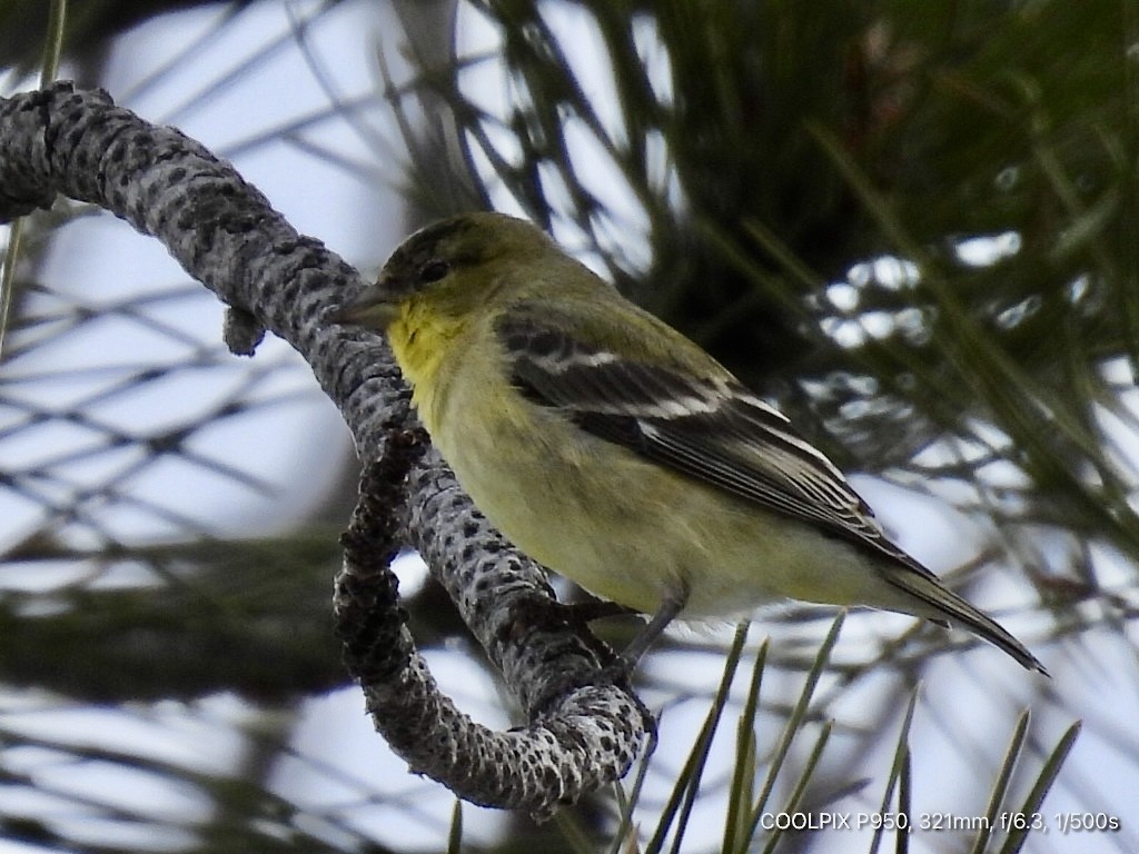 Lesser Goldfinch - ML616193697