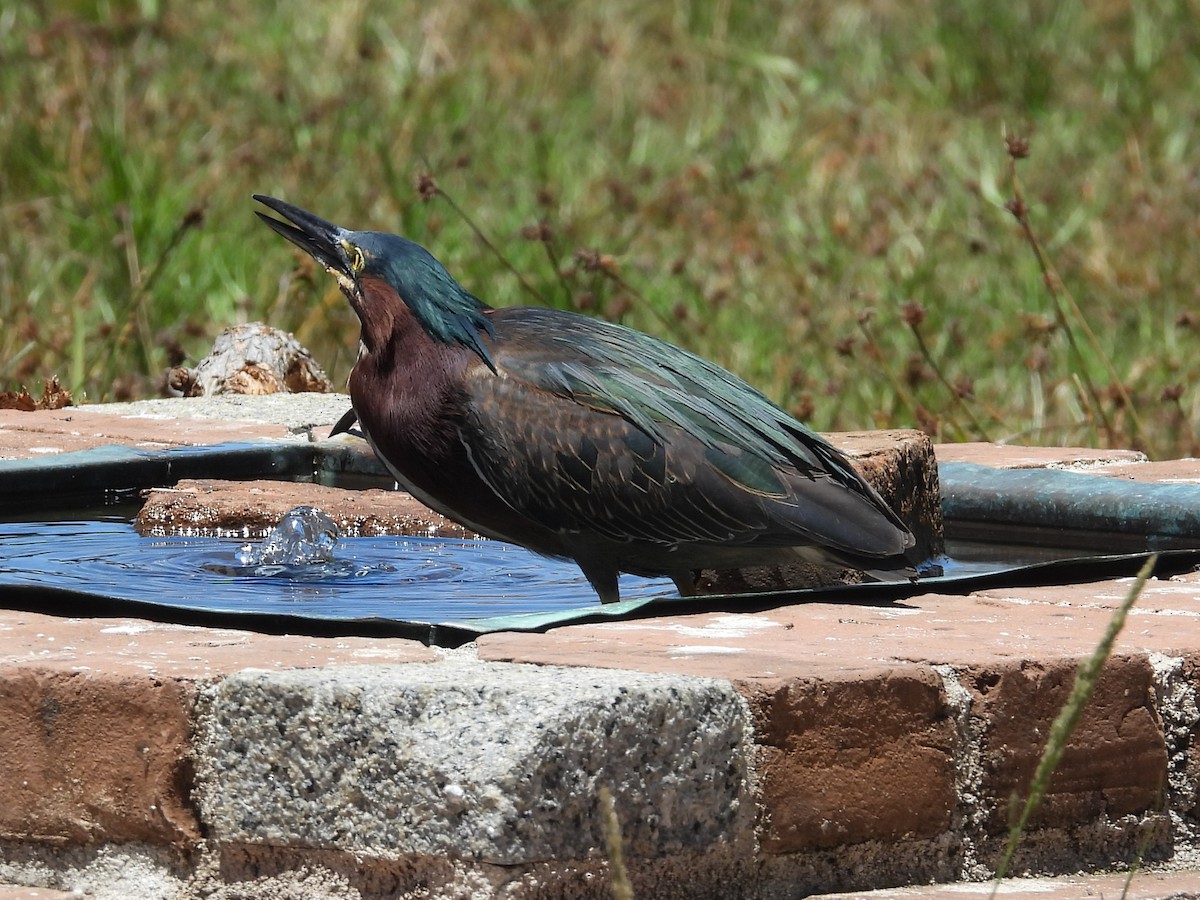 Green Heron - ML616193767