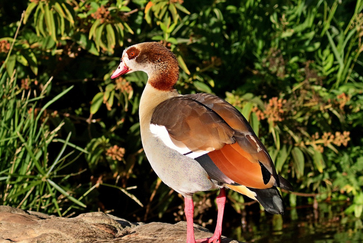 Egyptian Goose - ML61619381