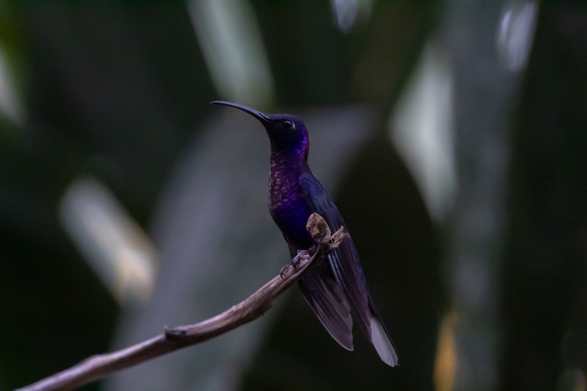 kolibřík fialkový - ML616193918
