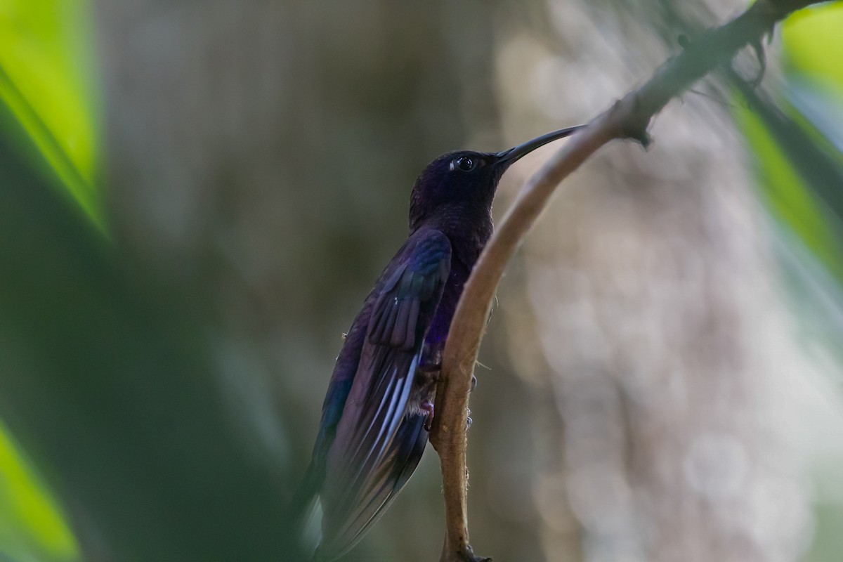 kolibřík fialkový - ML616193920